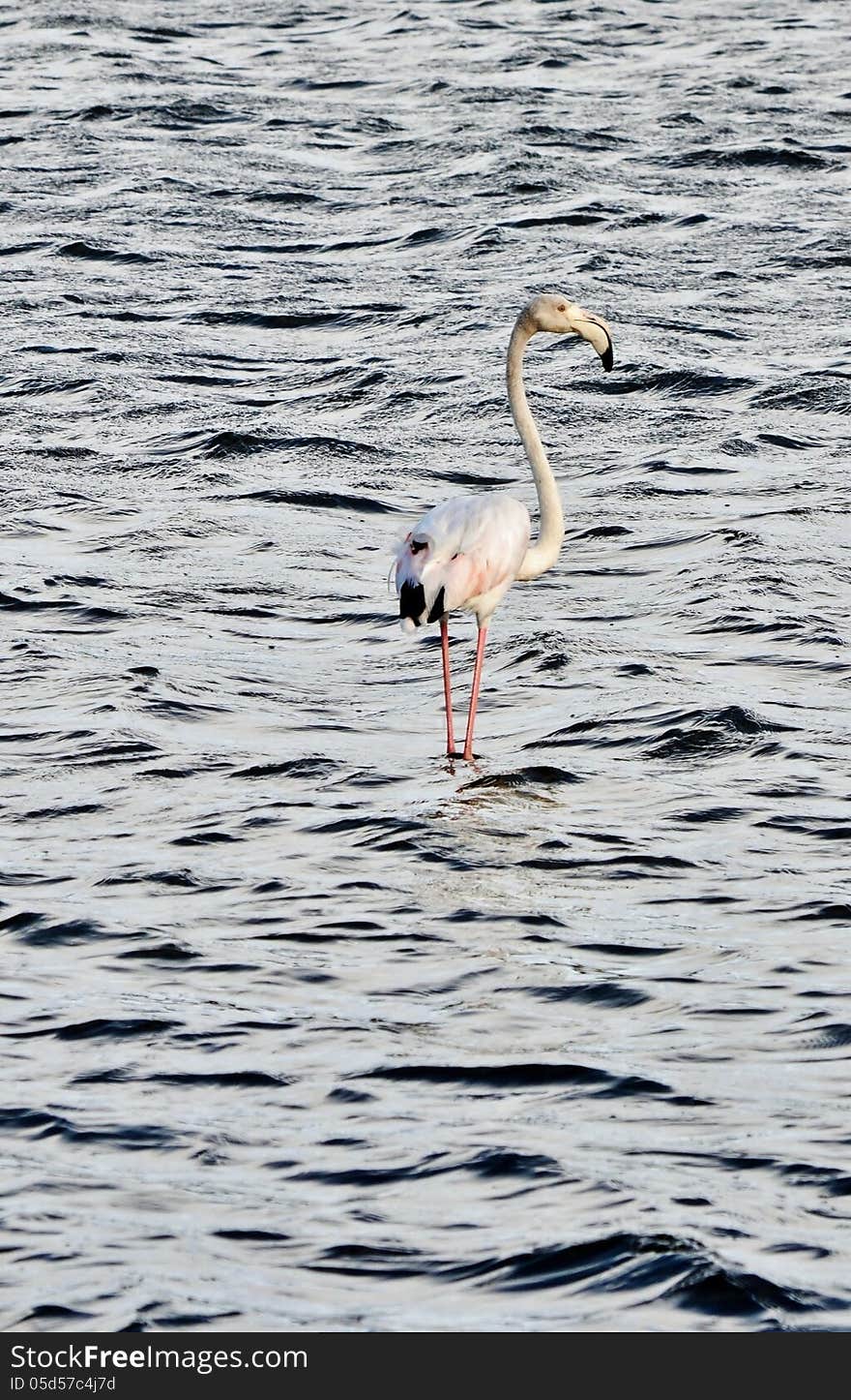 Lesser Flamingo feeding in the Milneton Lagoon in the morning