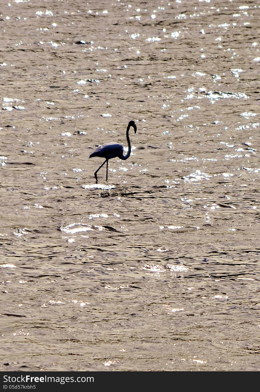 Lesser Flamingo feeding in the Milneton Lagoon in the morning