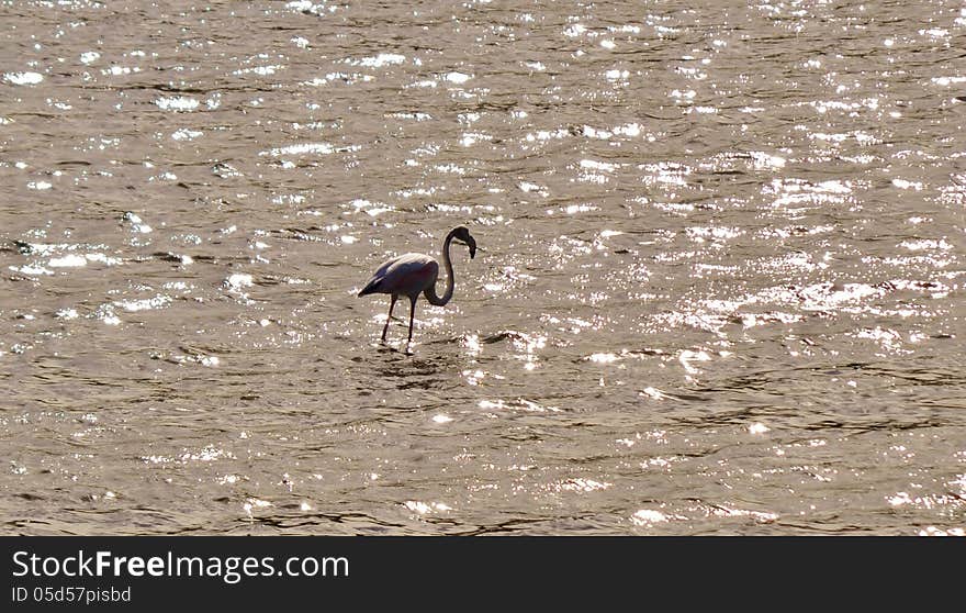 Lesser Flamingo feeding in the Milneton Lagoon in the morning