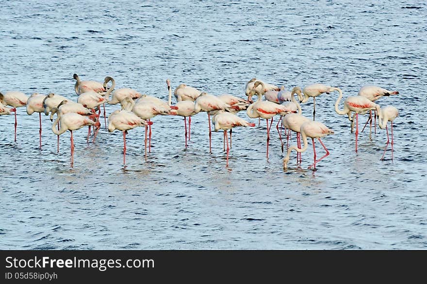 Lesser Flamingos feeding in the Milneton Lagoon in the morning