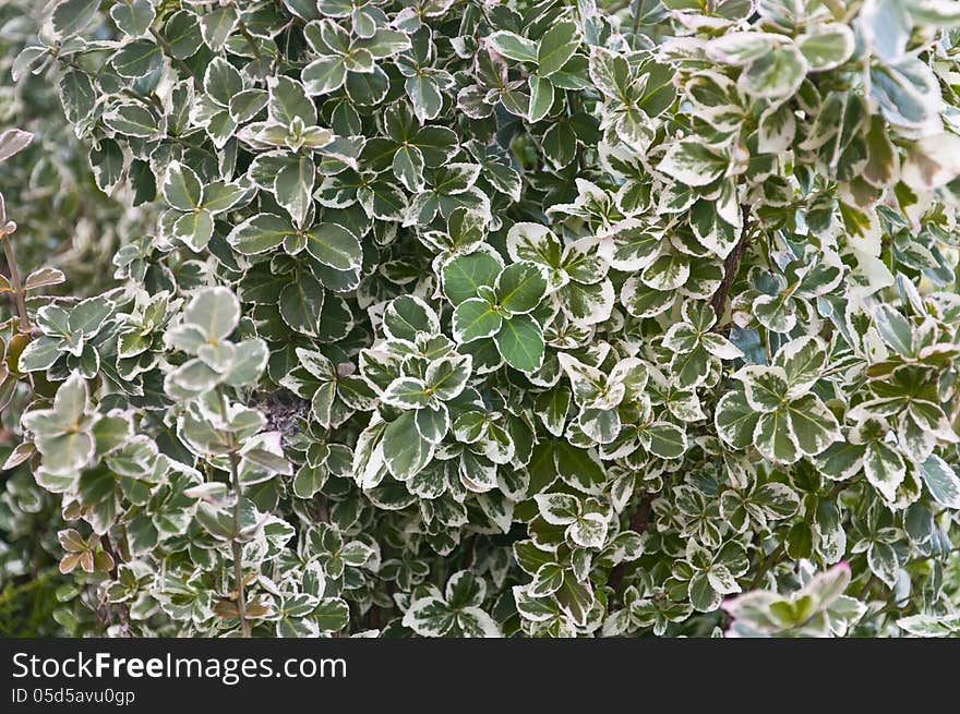 Close up photography of an Emerald Gaiety plant. Close up photography of an Emerald Gaiety plant