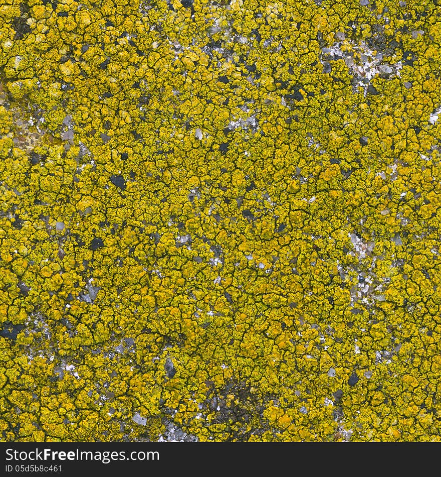 Moss seamless background close up