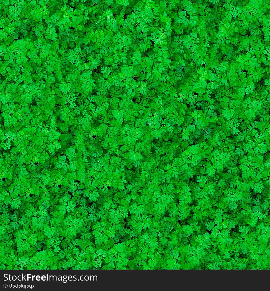 Seamless Texture. Grass.