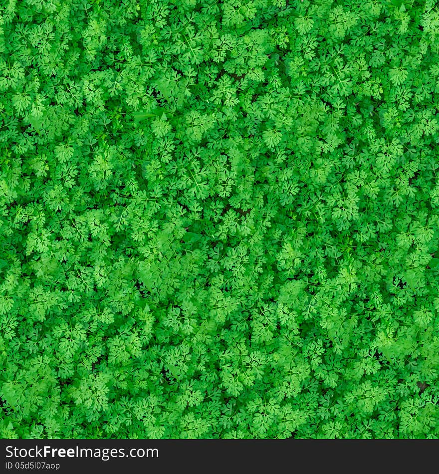 Seamless Texture. Green Meadow Grass.