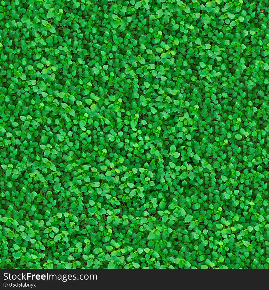 Green Meadow Grass. Seamless Tileable Texture. Green Meadow Grass. Seamless Tileable Texture.