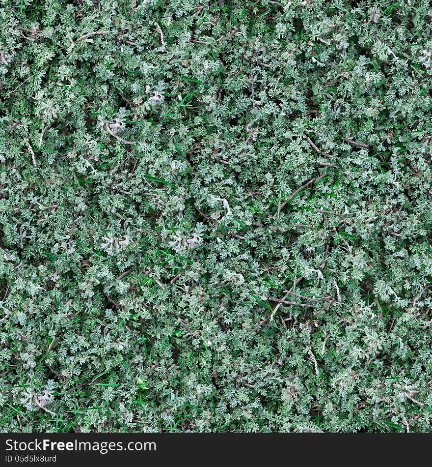 Seamless Texture Of Sage-Brush.