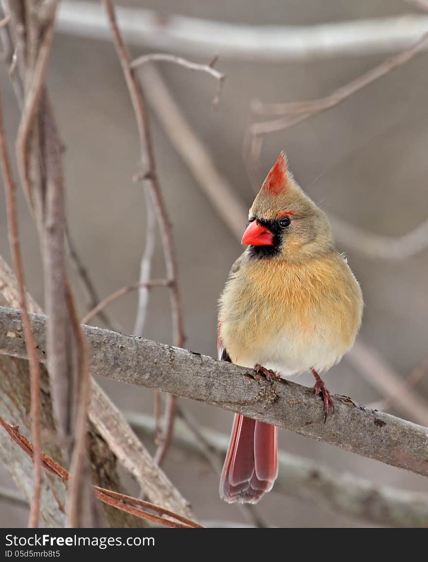 Female Cardinal