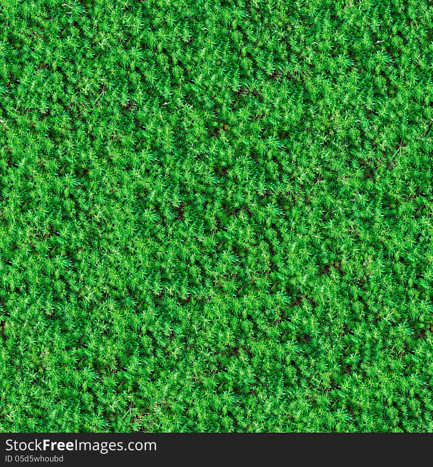 Seamless Texture. Green Meadow Grass.