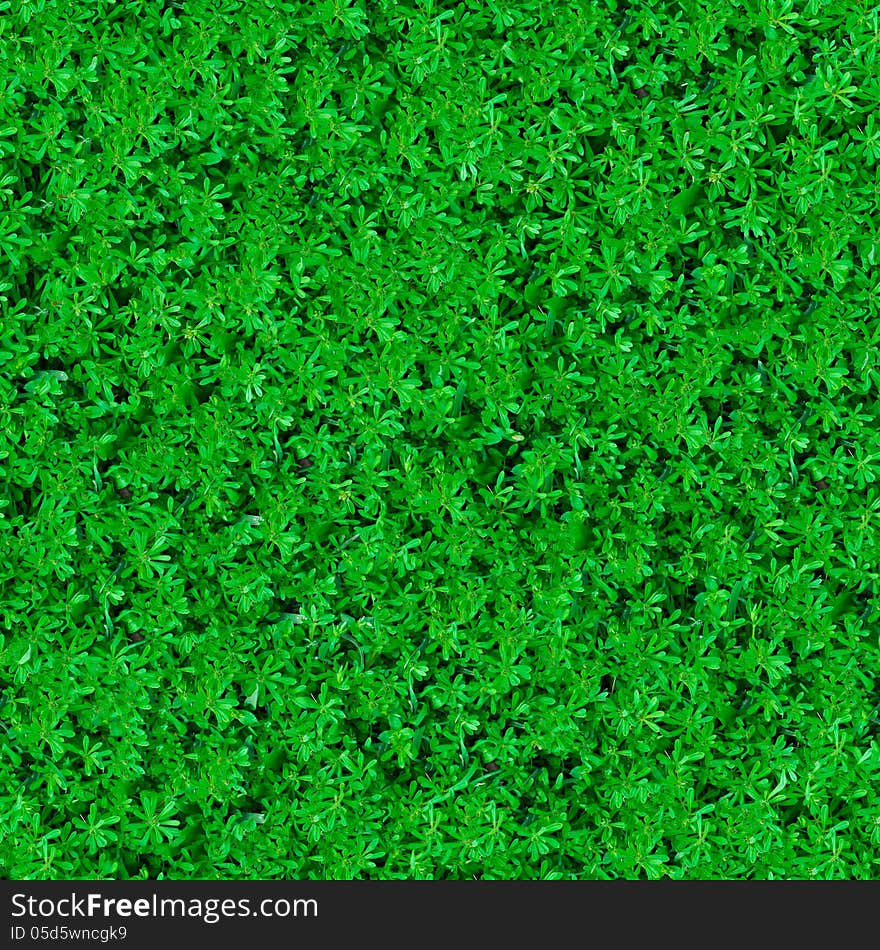 Seamless Texture. Green Meadow Grass.