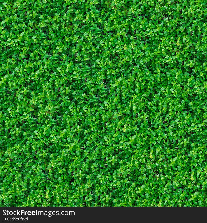 Seamless Texture. Green Meadow Grass.