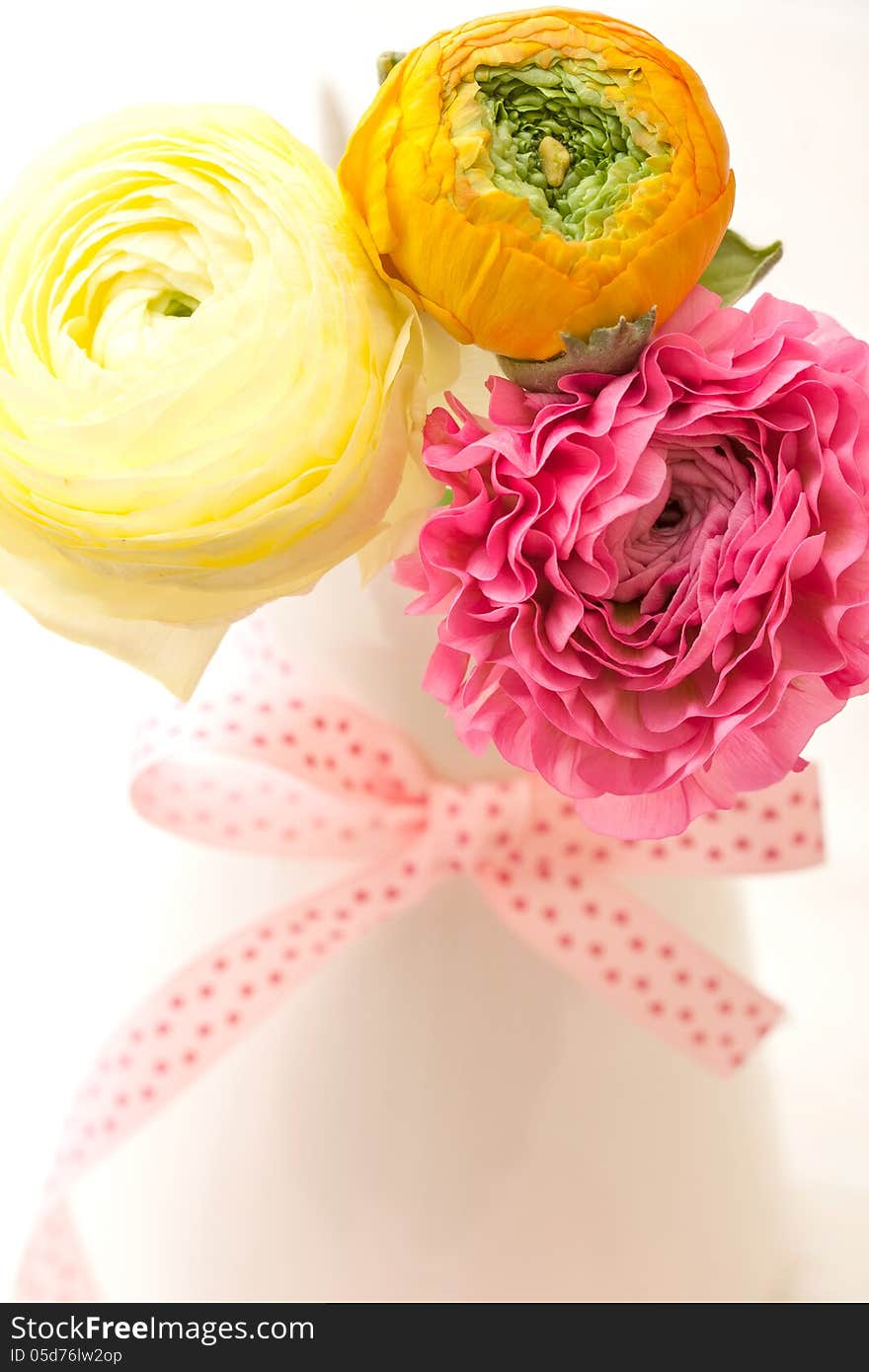 Beautiful flower pink Ranunculus in a vase. Beautiful flower pink Ranunculus in a vase