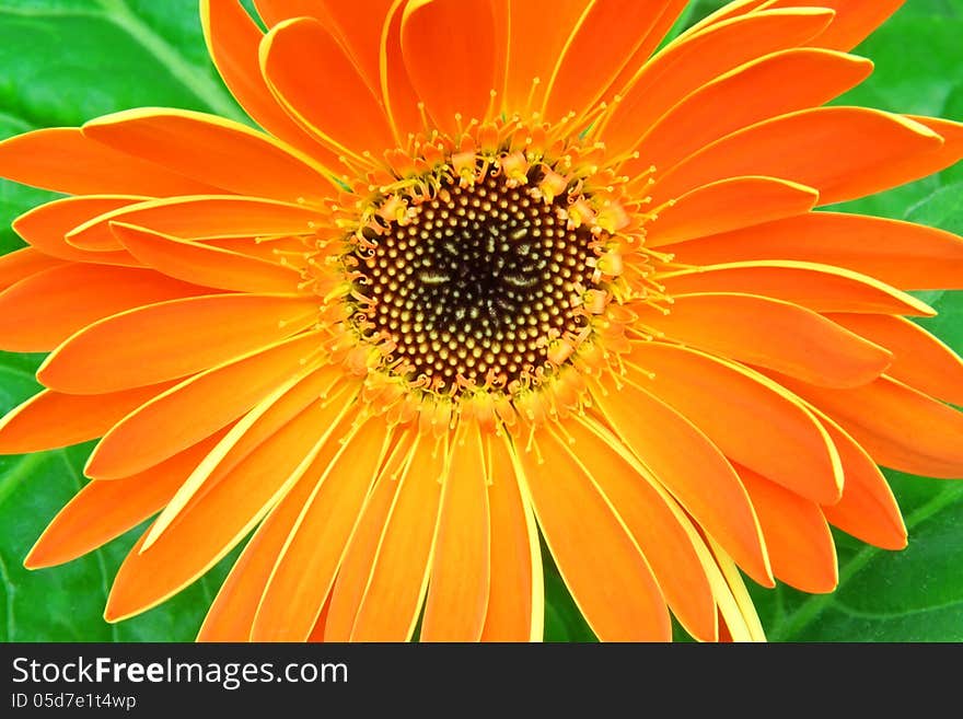 Close-up of Gerbera flower with fresh leaves. Close-up of Gerbera flower with fresh leaves.