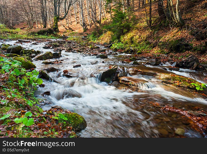 Mountain river the forest