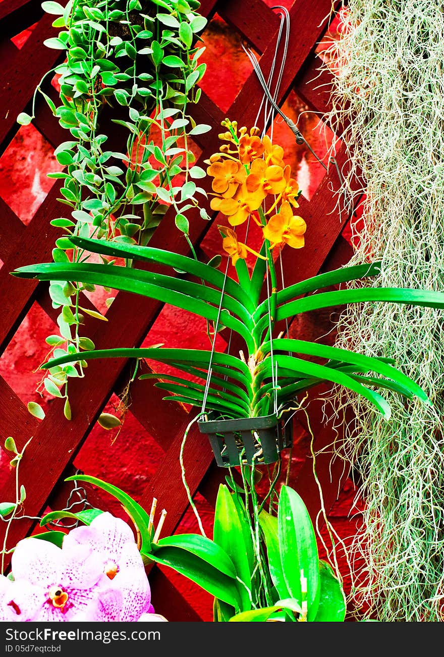 Wall decorated with different tropical orchid flowers