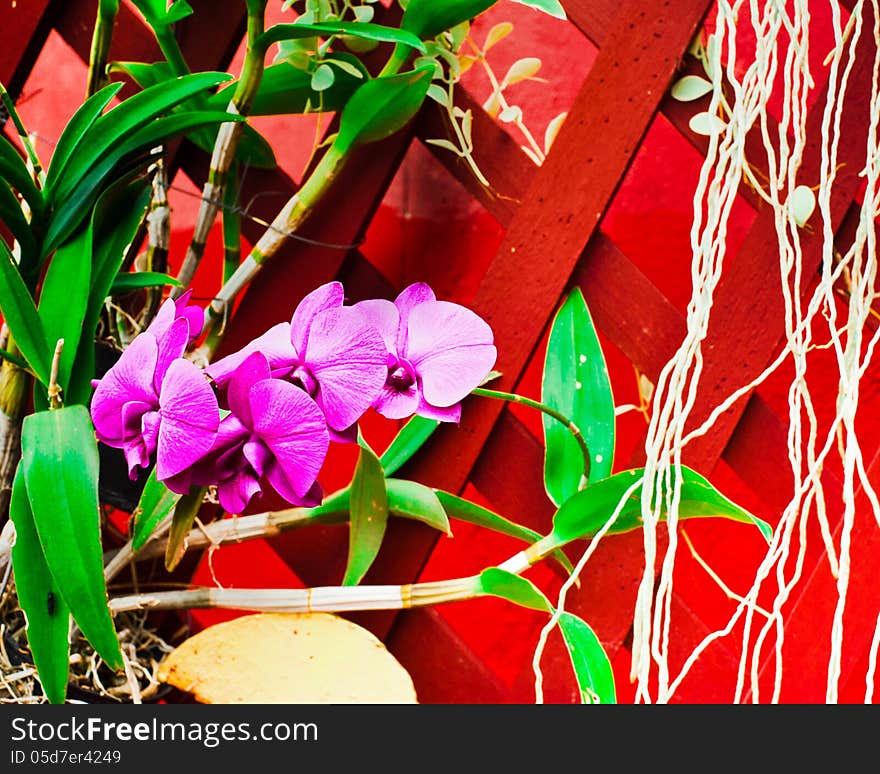 Wall decorated with different tropical orchid flowers