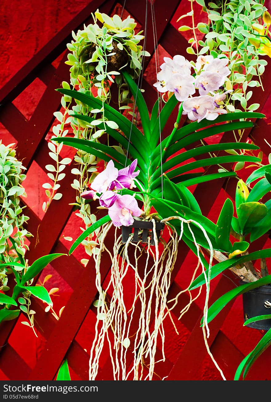 Wall decorated with different tropical orchid flowers