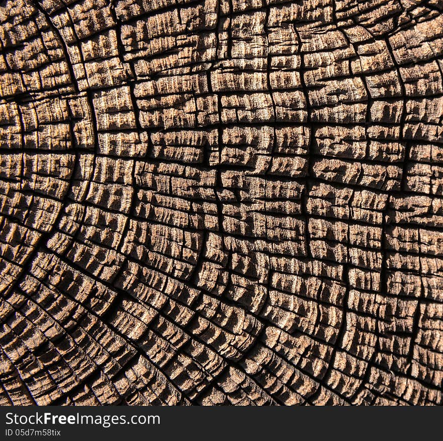 Abstract background of a cutaway tree trunk. Abstract background of a cutaway tree trunk