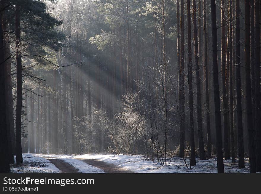 The photograph shows a tall, pine trees in early spring. On the ground lie the remains of the snow. Forest shrouded in a light mist through which tear up the sun. The photograph shows a tall, pine trees in early spring. On the ground lie the remains of the snow. Forest shrouded in a light mist through which tear up the sun.