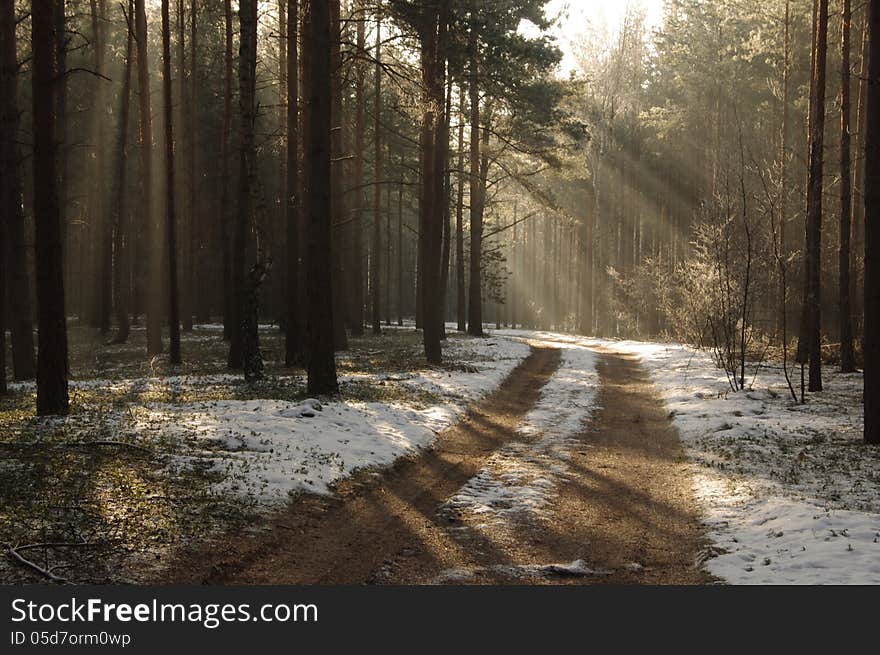 The photograph shows a tall, pine trees in early spring. On the ground lie the remains of the snow. Forest shrouded in a light mist through which tear up the sun. The photograph shows a tall, pine trees in early spring. On the ground lie the remains of the snow. Forest shrouded in a light mist through which tear up the sun.