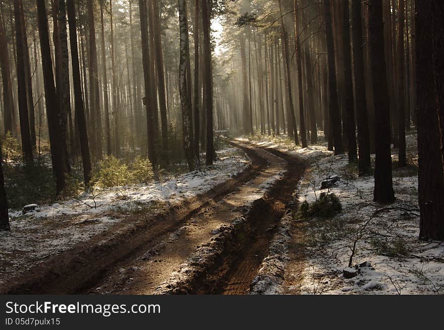 The photograph shows a tall, pine trees in early spring. On the ground lie the remains of the snow. Forest shrouded in a light mist through which tear up the sun. The photograph shows a tall, pine trees in early spring. On the ground lie the remains of the snow. Forest shrouded in a light mist through which tear up the sun.