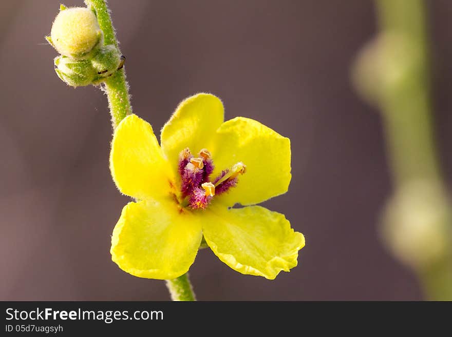 Flower in a field of flowers. Flower in a field of flowers