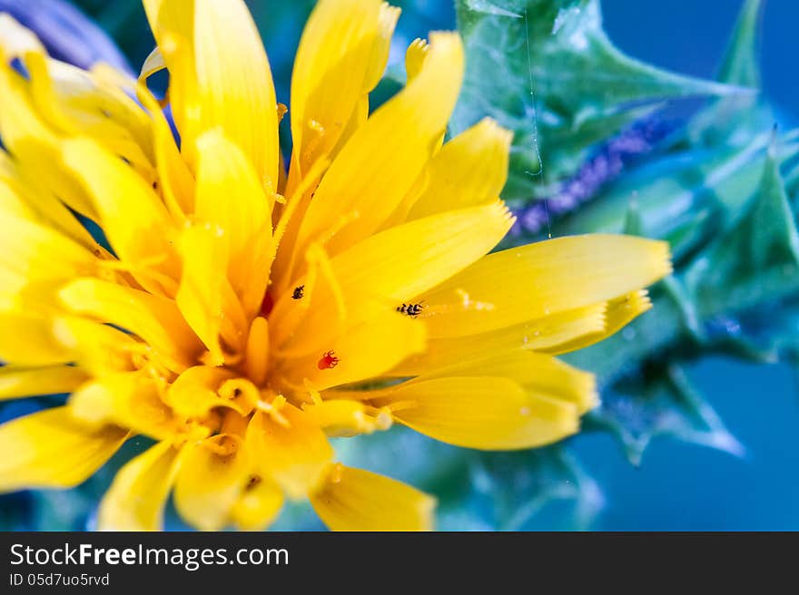 Flower in a field of flowers. Flower in a field of flowers