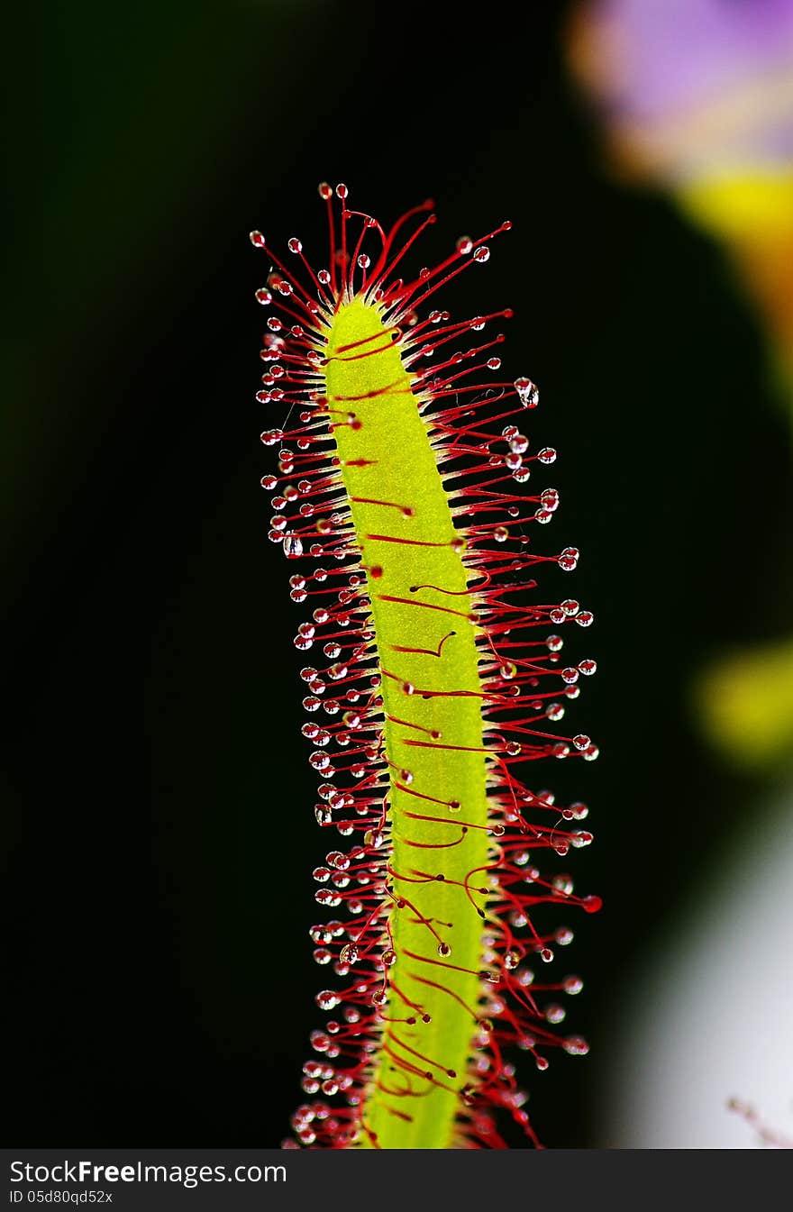 A carnivorous plant that attracts and capture insects with pretty-looking and sweet-smell sticky tentacles. A carnivorous plant that attracts and capture insects with pretty-looking and sweet-smell sticky tentacles.