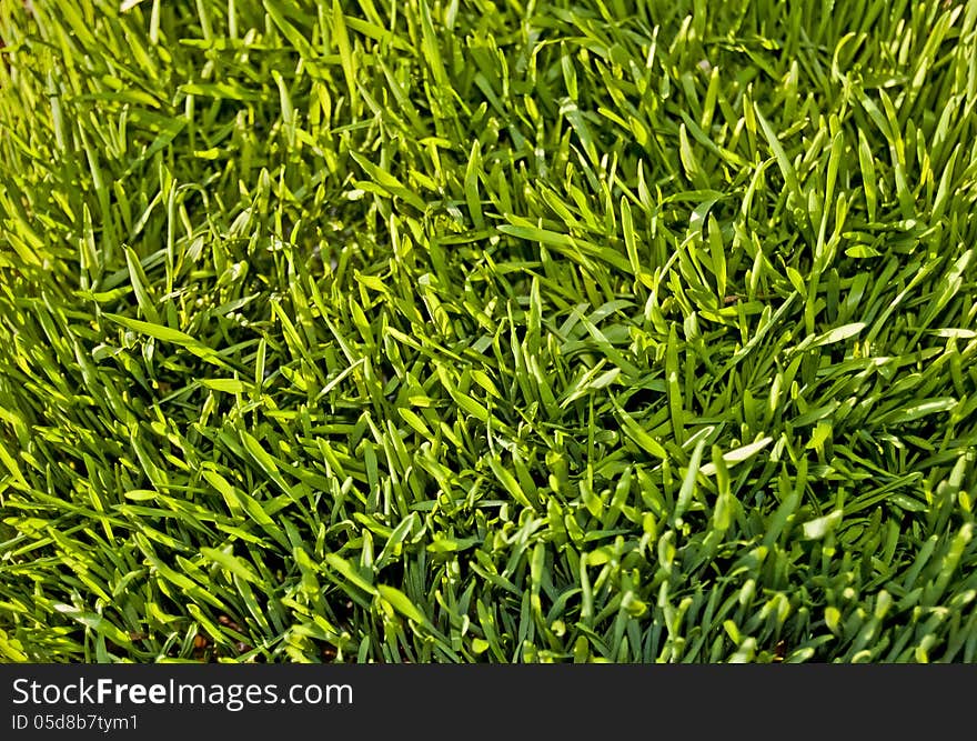 Top view of green grass.