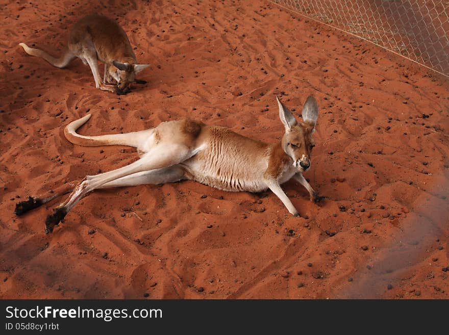 Kangaroo Resting