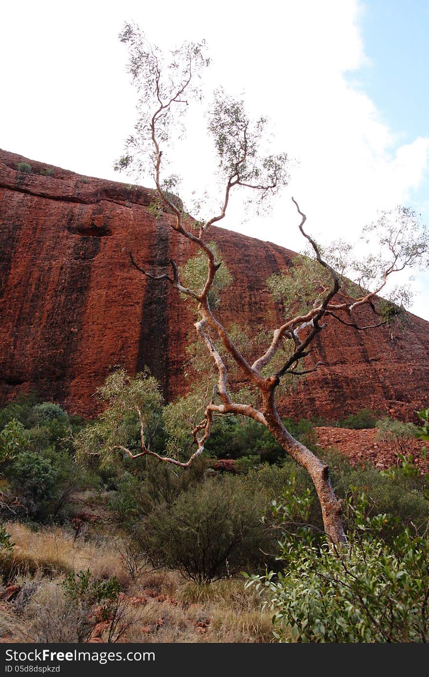 Tree found in near Ayers Rock in the Australian Outback