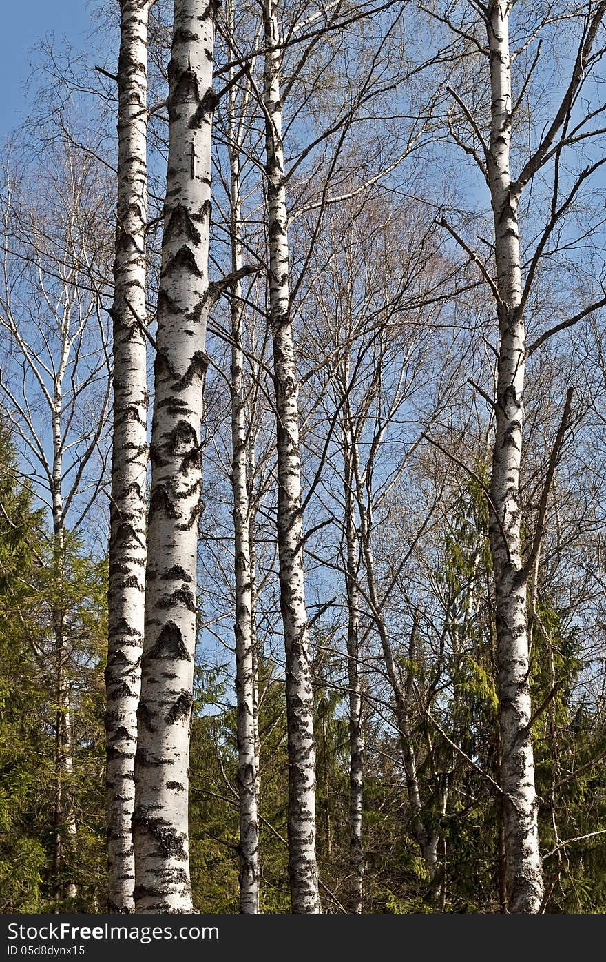 Trunks of birch trees in spring time