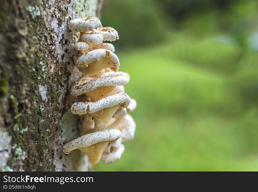 Tree mushroom with bokeh background