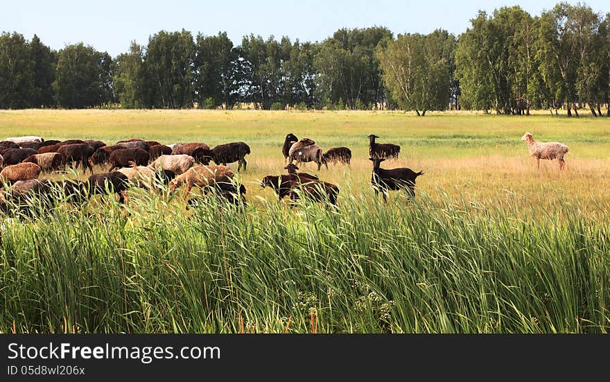 Flock of sheep grazes