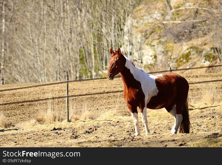 A beautiful white brown horse. A beautiful white brown horse