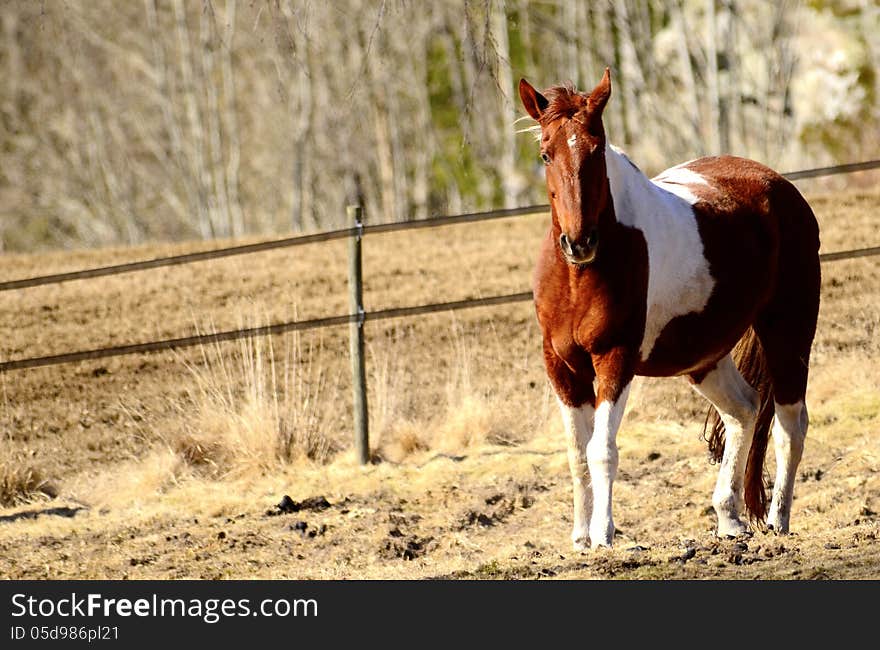 A beautiful white brown horse. A beautiful white brown horse