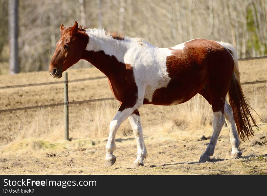 Brown white horse walking