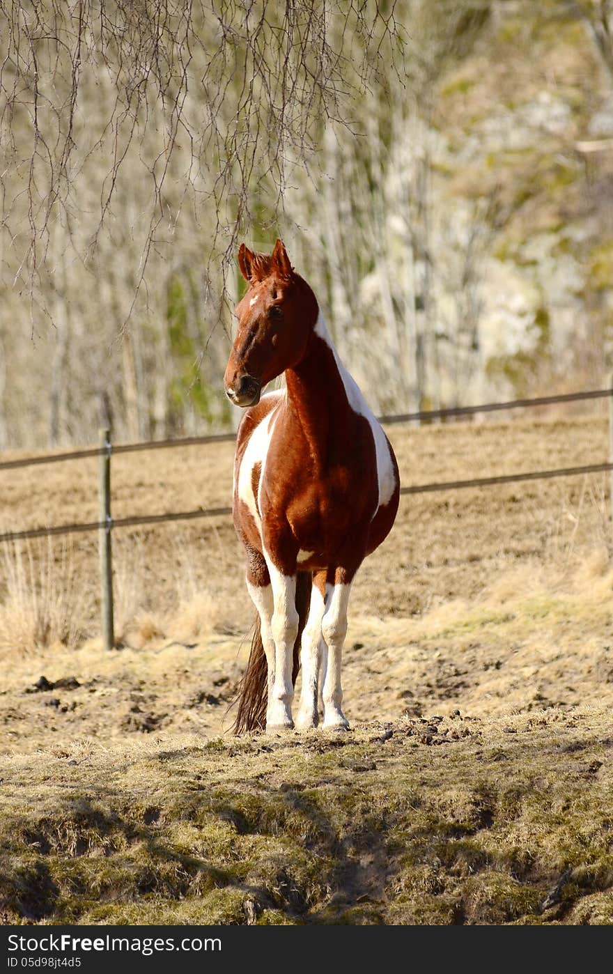 A beautiful white brown horse posing. A beautiful white brown horse posing