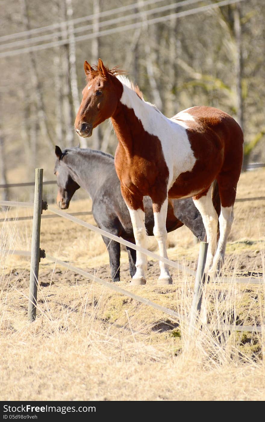 A beautiful white brown horse posing. A beautiful white brown horse posing