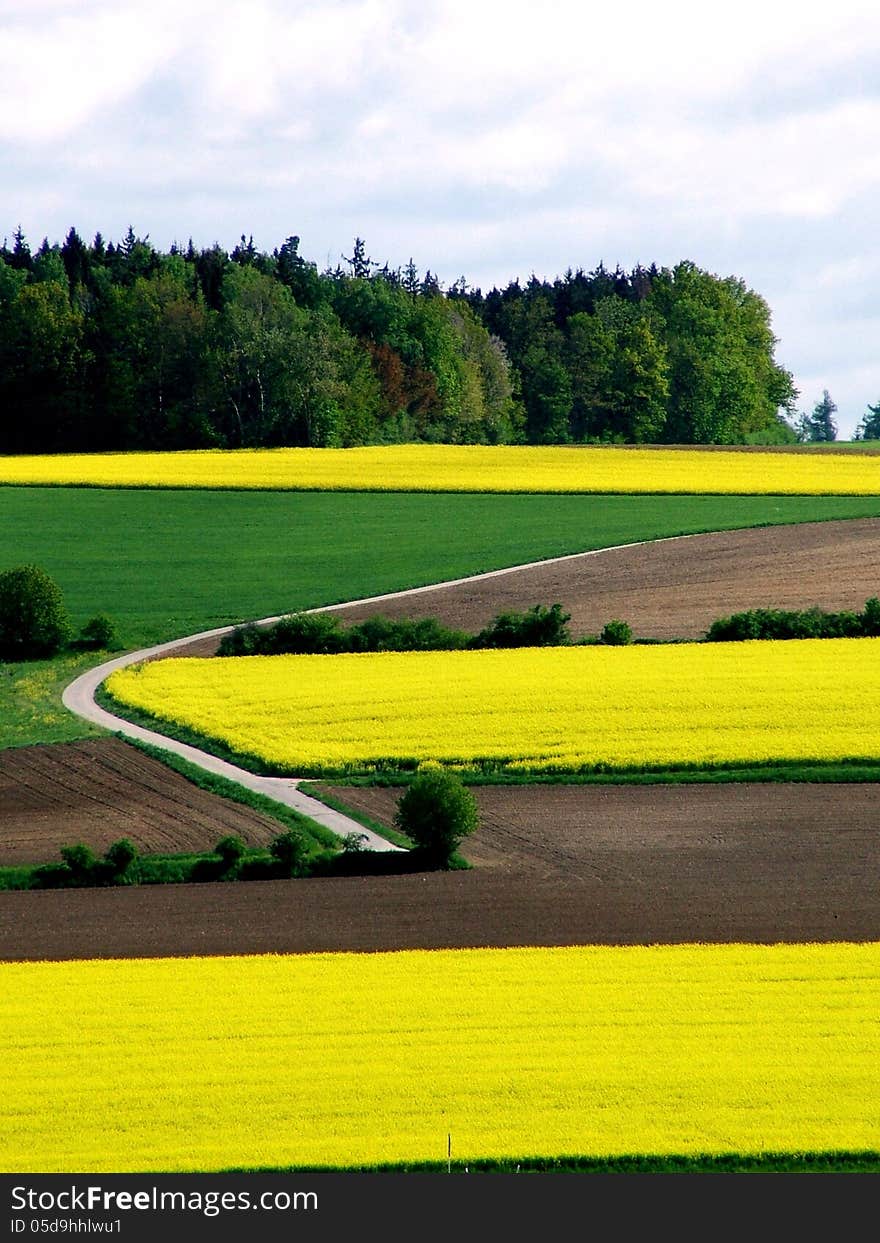 Rape-seed in spring