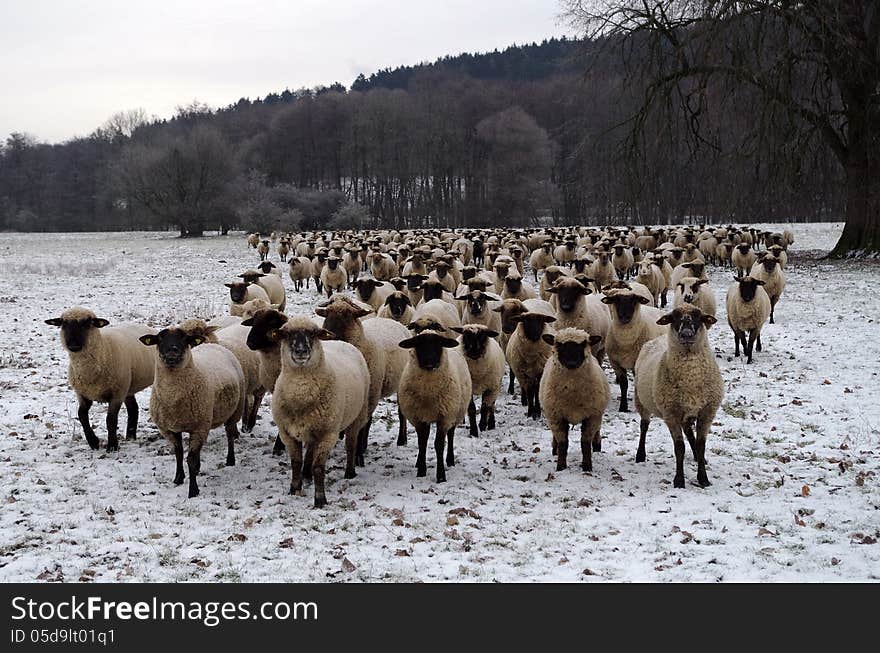 A herd sheep in winter on a meadow. All sheep look in the camera.