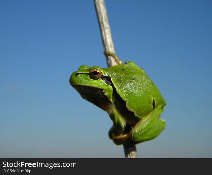 Green Tree Frog