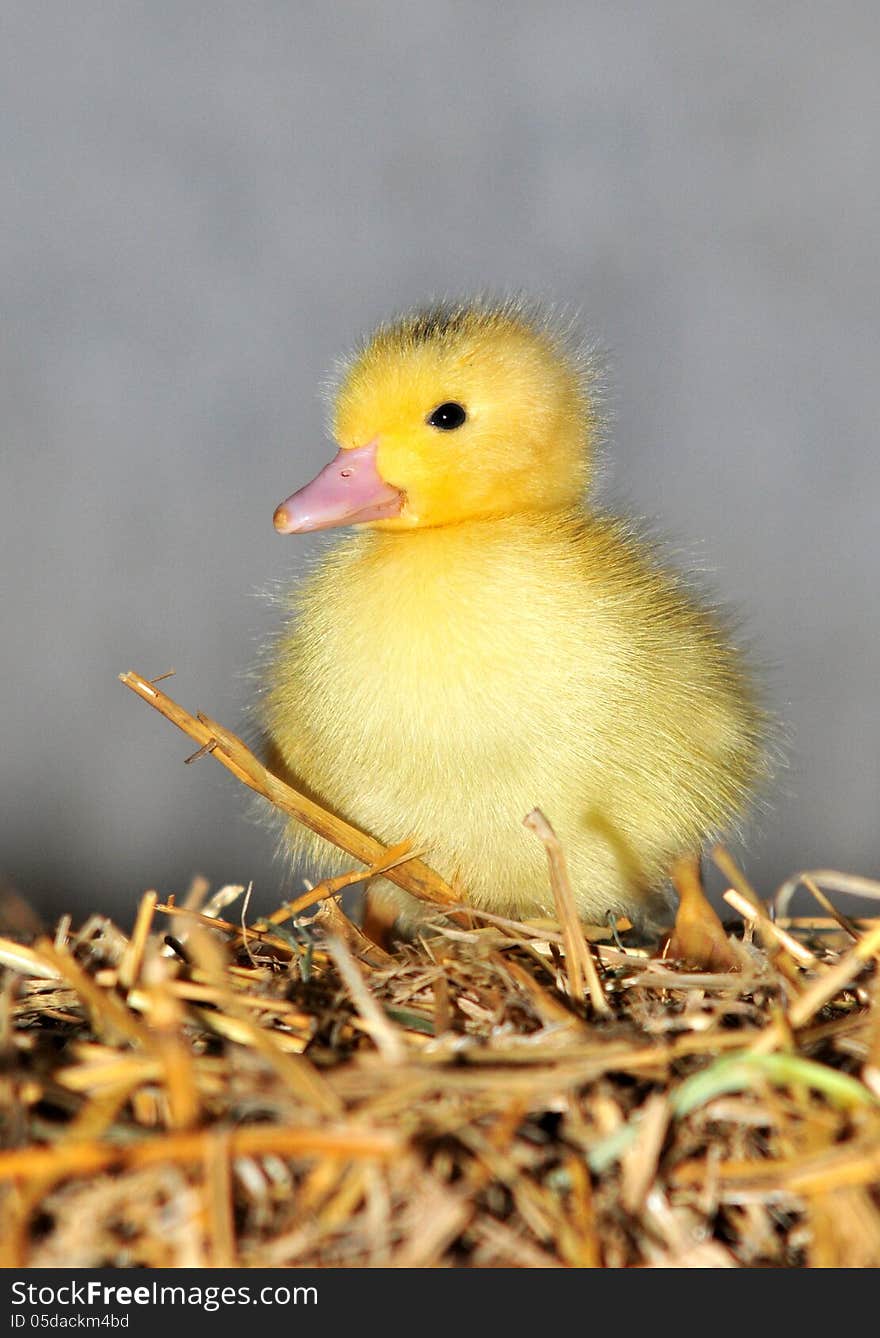 Duckling On A Straw