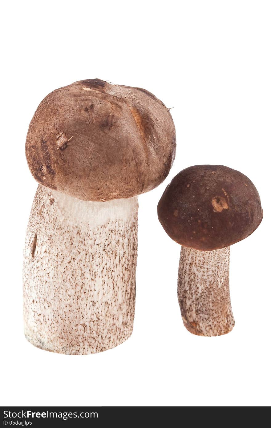 Two Mushrooms Isolated