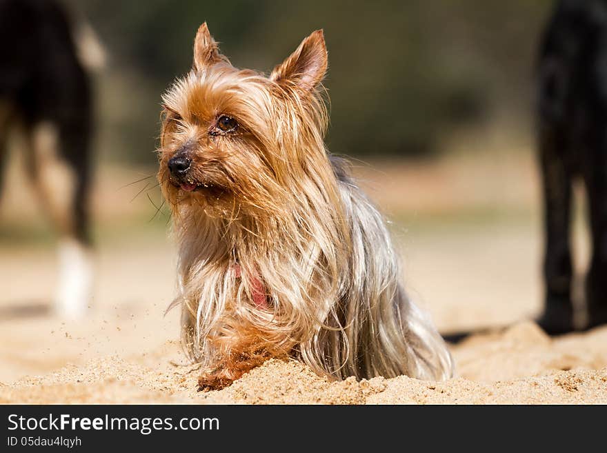 Young Yorkshire Terrier dog sitting on the sand