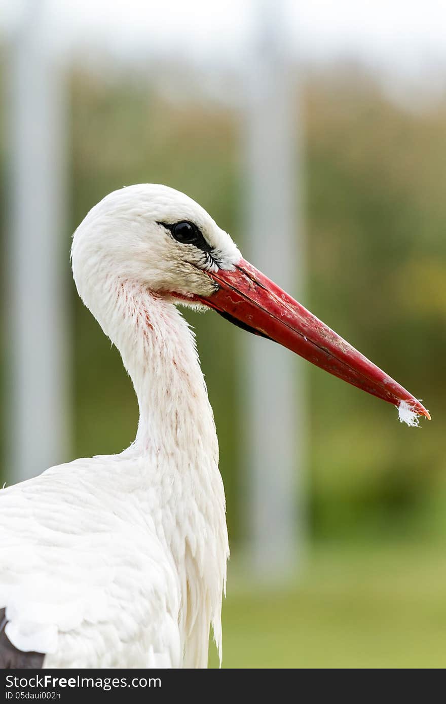 White Stork