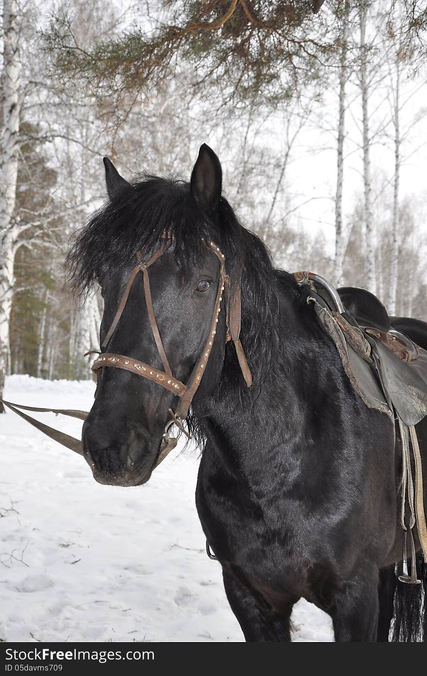 Black horse on the background of the winter forest. Black horse on the background of the winter forest.