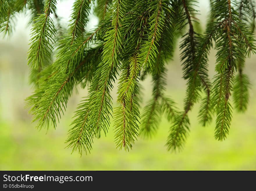 Pine needles in nature. Fresh air.