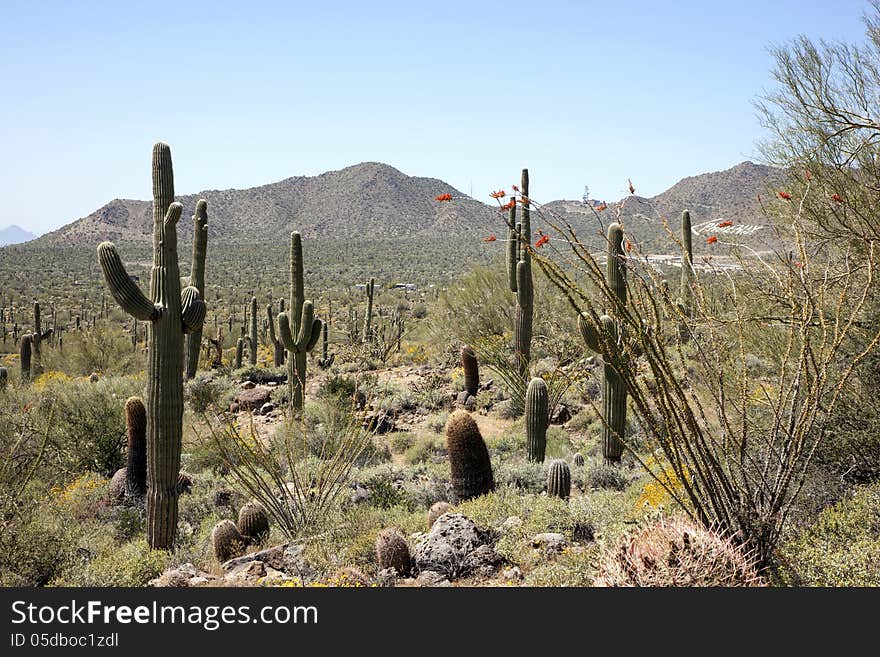 Arizona Desert in the Spring with the desert in bloom. Arizona Desert in the Spring with the desert in bloom