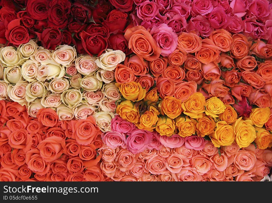 Bouquet of flowers on red, pink, and cream colors. Bouquet of flowers on red, pink, and cream colors