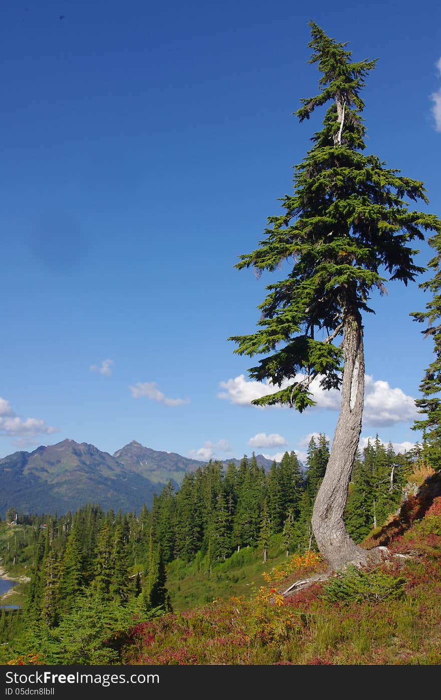 Mount Baker National Forest